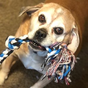 Meet your Posher, Max